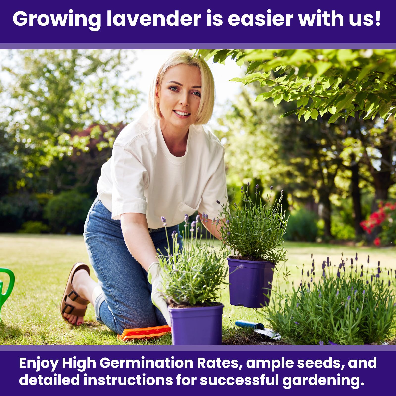 NatureZ Edge lavender plants outdoors-indoors demonstrates versatile growth for pots and borders.