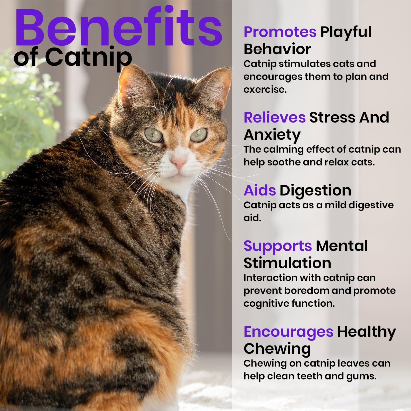 NatureZ Edge oat seeds for cat grass ideal for nibbling and enrichment.