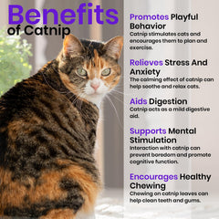 NatureZ Edge oat seeds for cat grass ideal for nibbling and enrichment.