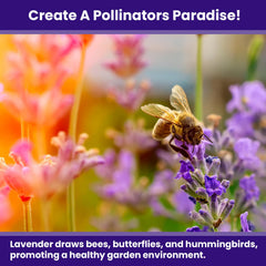 NatureZ Edge pollinator-friendly lavender invites bees and butterflies to your yard.