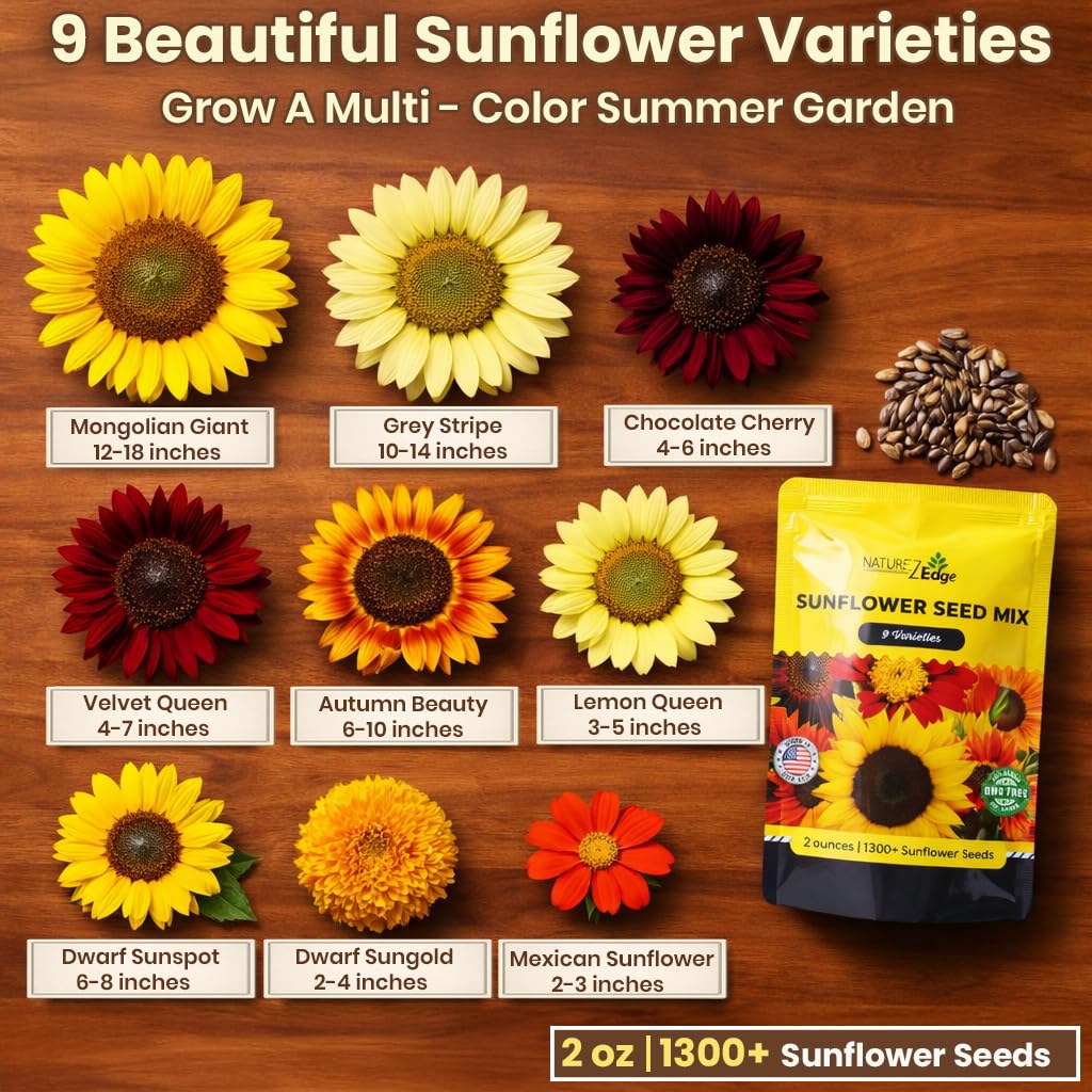 NatureZ Edge Dwarf Sungold seeds for compact plants ideal in small gardens.