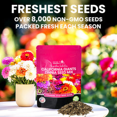 NatureZ Edge Zinnia Seeds lab-tested high germination for vibrant blossoms.