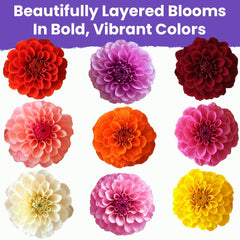 NatureZ Edge zinnia seeds sown in a garden bed with bright clusters