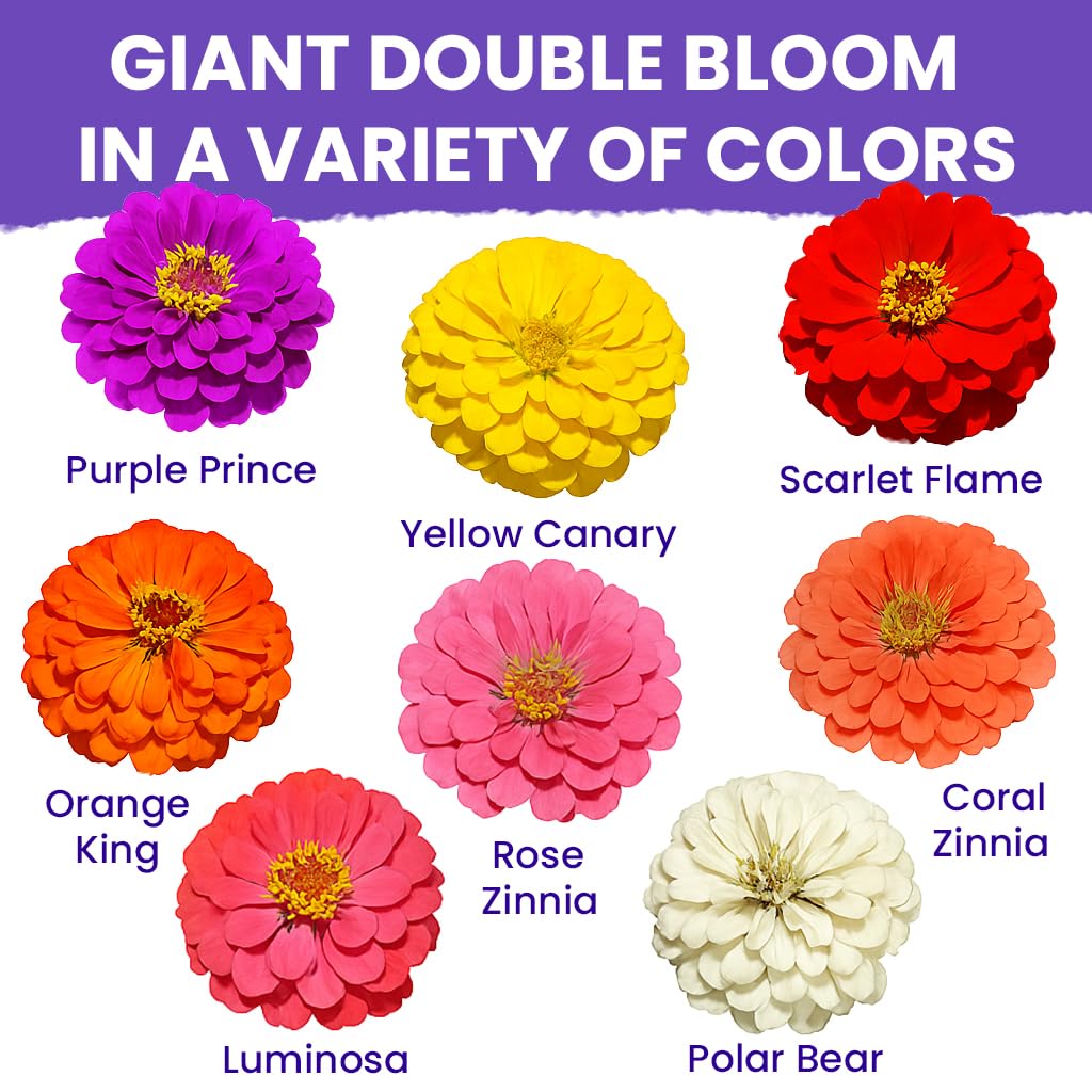 NatureZ Edge Zinnia Seeds Non-GMO open-pollinated for natural garden variety.