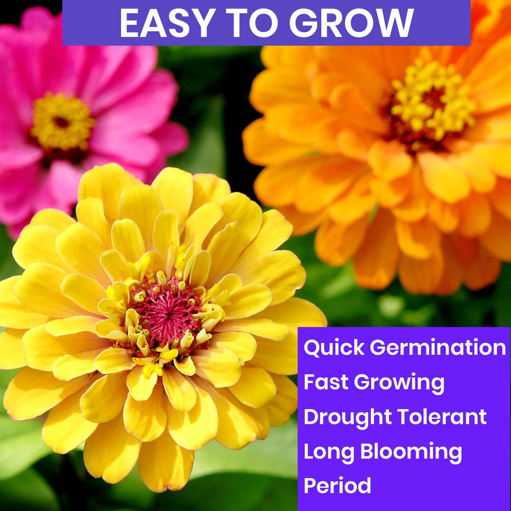 NatureZ Edge open-pollinated zinnia seeds for natural garden diversity.
