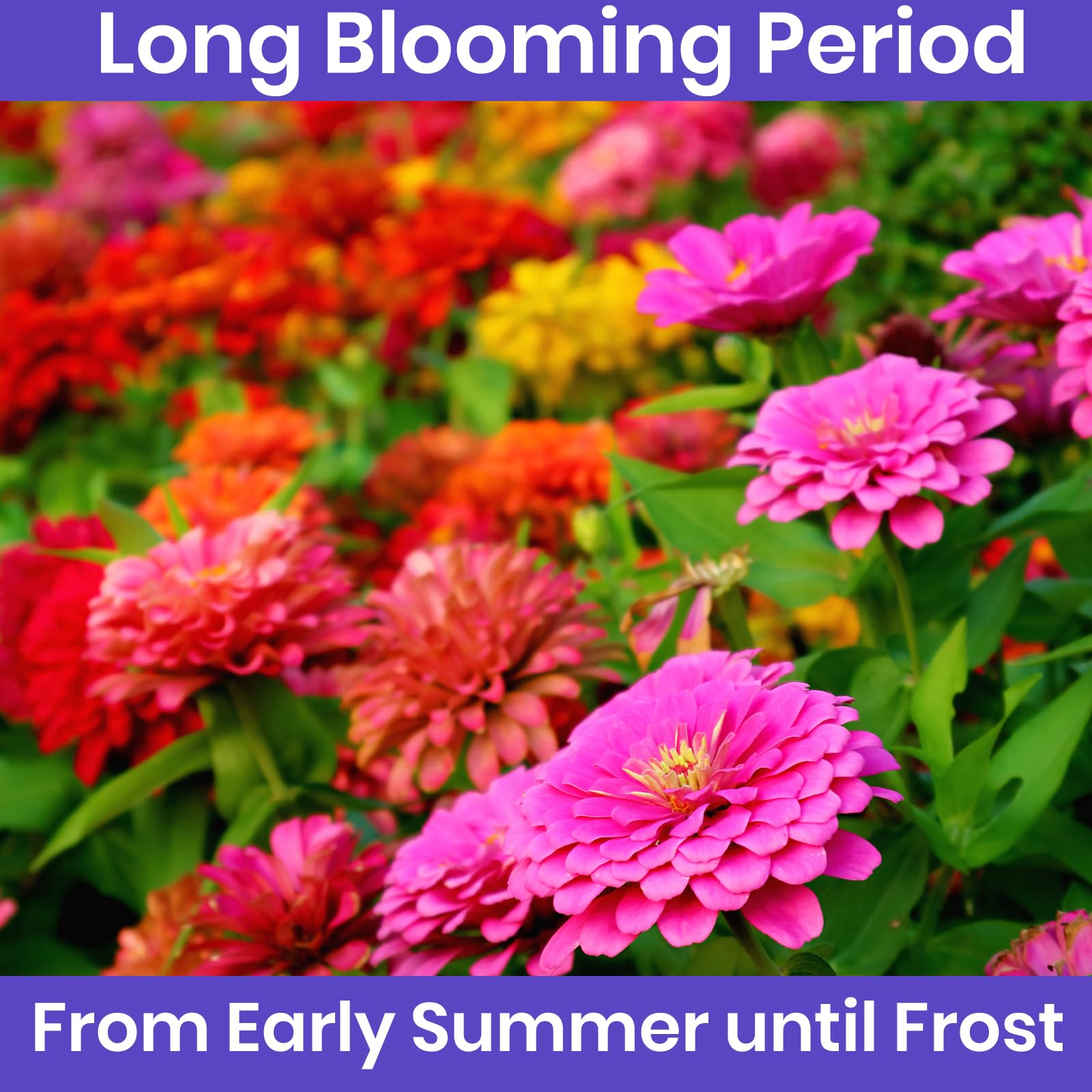NatureZ Edge zinnias attract butterflies and pollinators for a lively garden.