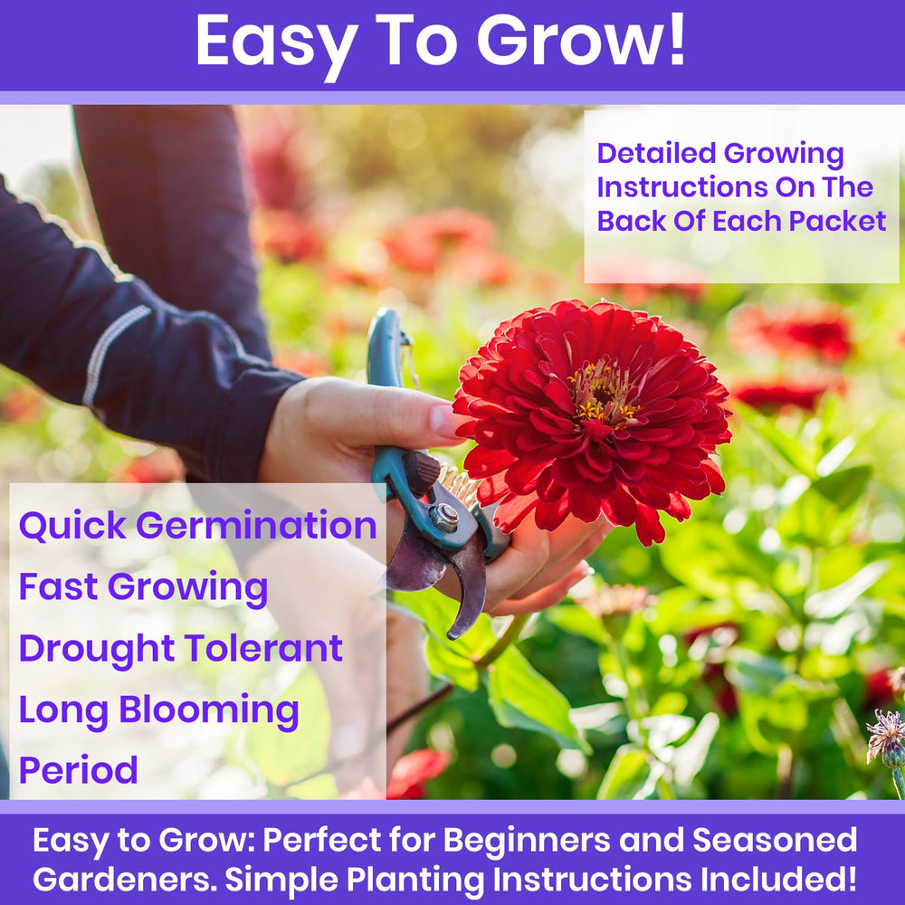 NatureZ Edge zinnia seeds State Fair create bold color in garden borders.
