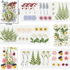 NESCCI pressed flowers sheets 14.5 cm by 10.5 cm for DIY use