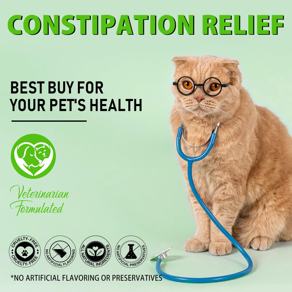 Netwik Cat Constipation Relief happy cat at home indicates improved daily comfort.