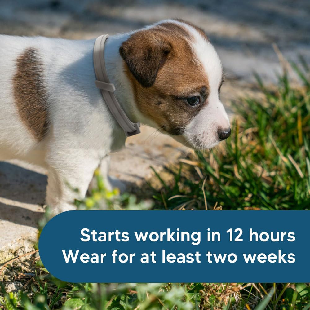 NJKPUYT flea collar provides up to eight months of protection.