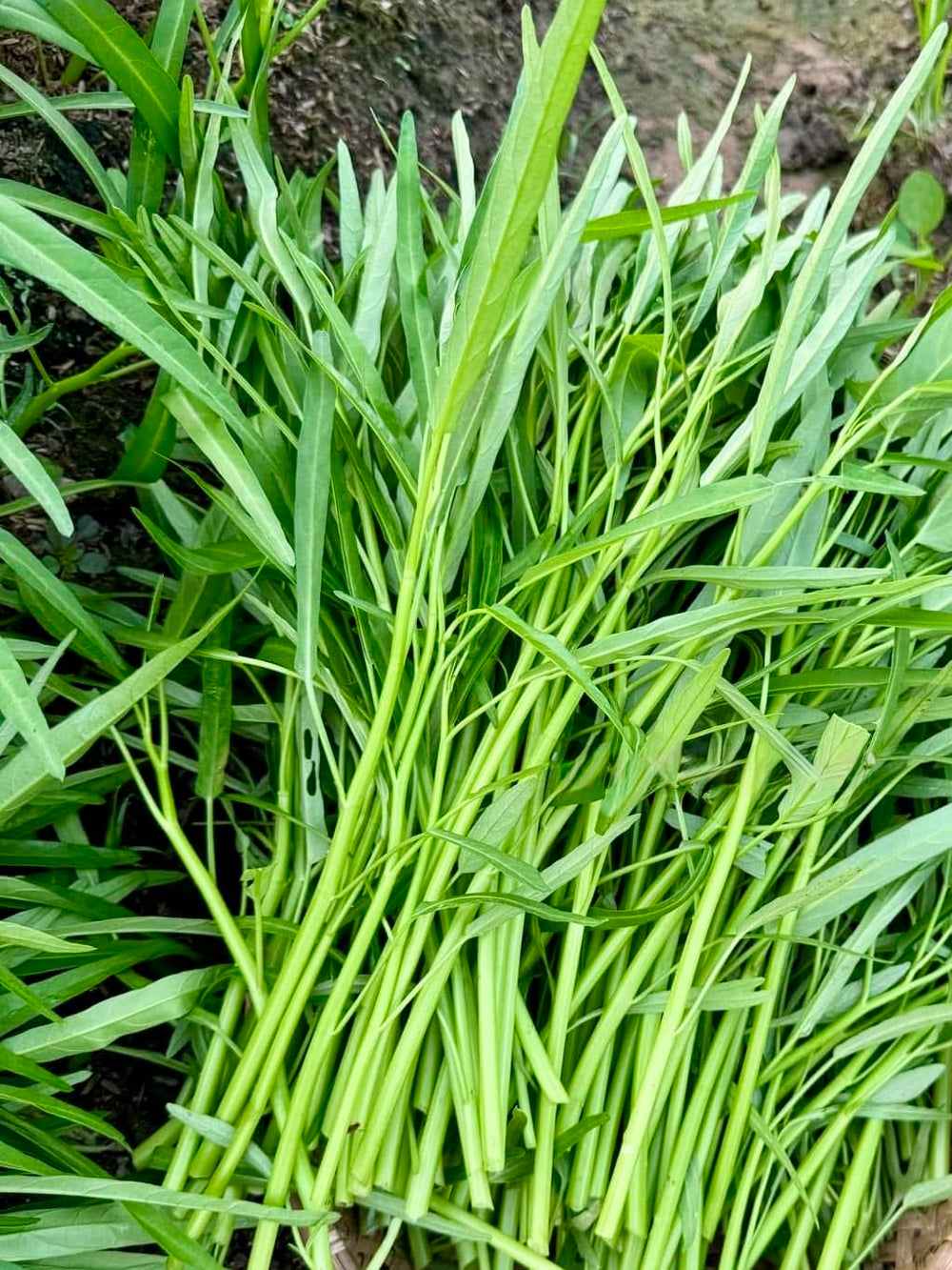 Kangkong seeds packaged for multiple growing cycles in your backyard.