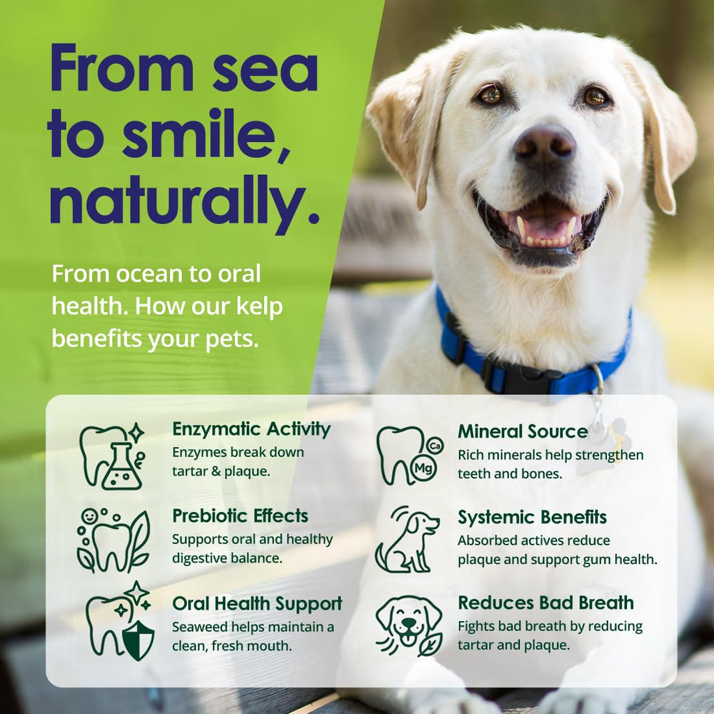 NuLife powder in bowl suitable for all breeds
