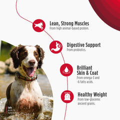 Nulo Frontrunner serving bowl with kibble for mealtime energy.