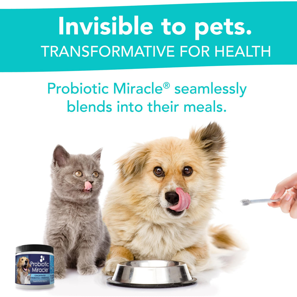 Nusentia Probiotic Miracle prebiotic ingredients visual promoting gut balance and resilience.