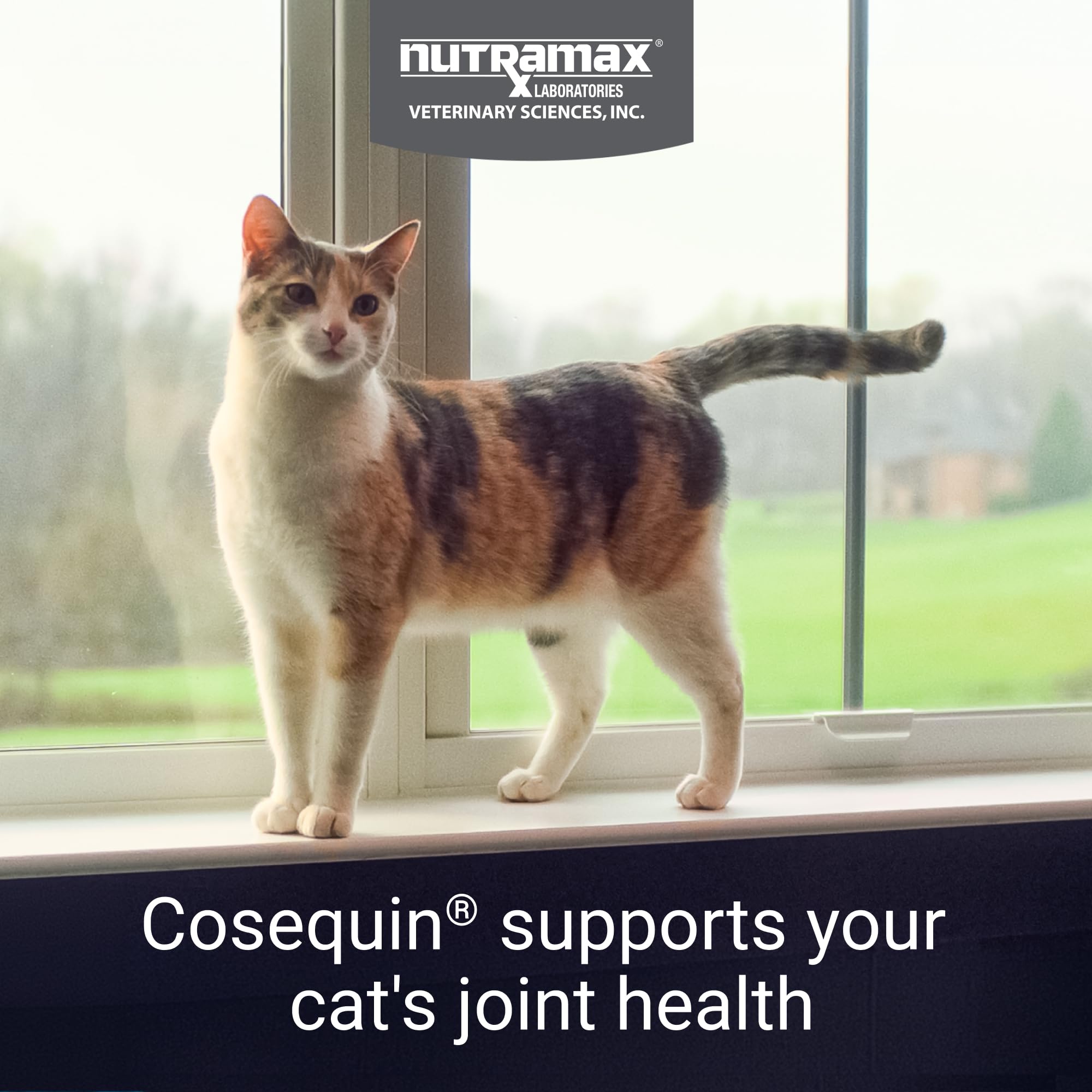 Nutramax Cosequin cat pour capsules demonstrating easy sprinkle-on administration.