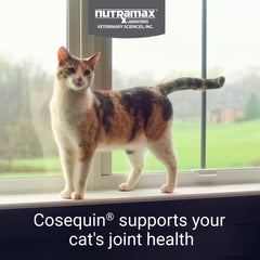 Nutramax Cosequin cat soft chews for convenient administration