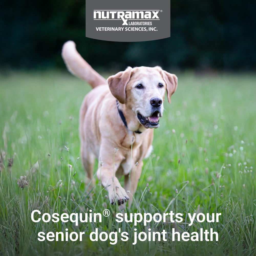 Nutramax Cosequin omega-3 for dogs improves skin and coat health