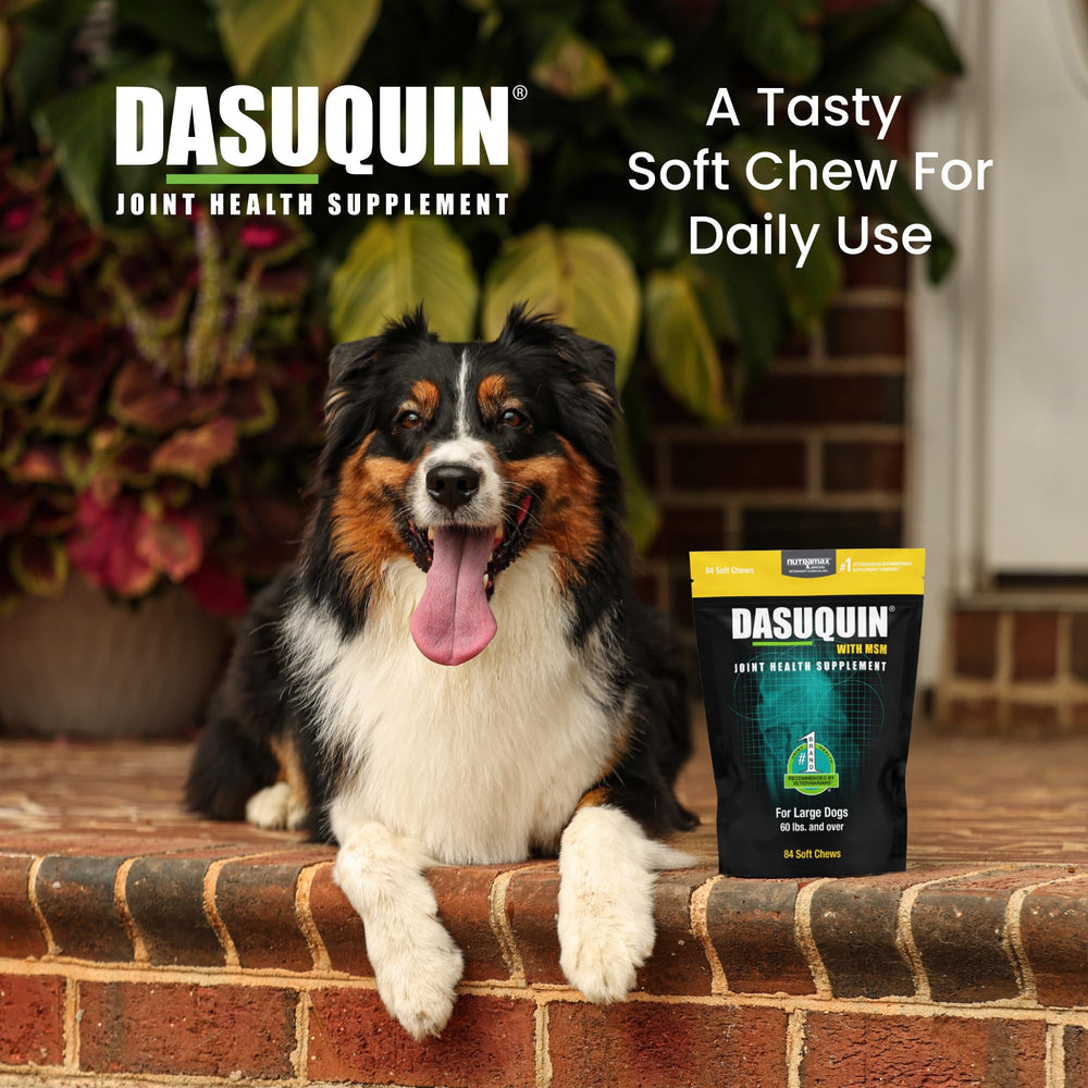 Nutramax Dasuquin large dogs chew being fed illustrates easy daily use