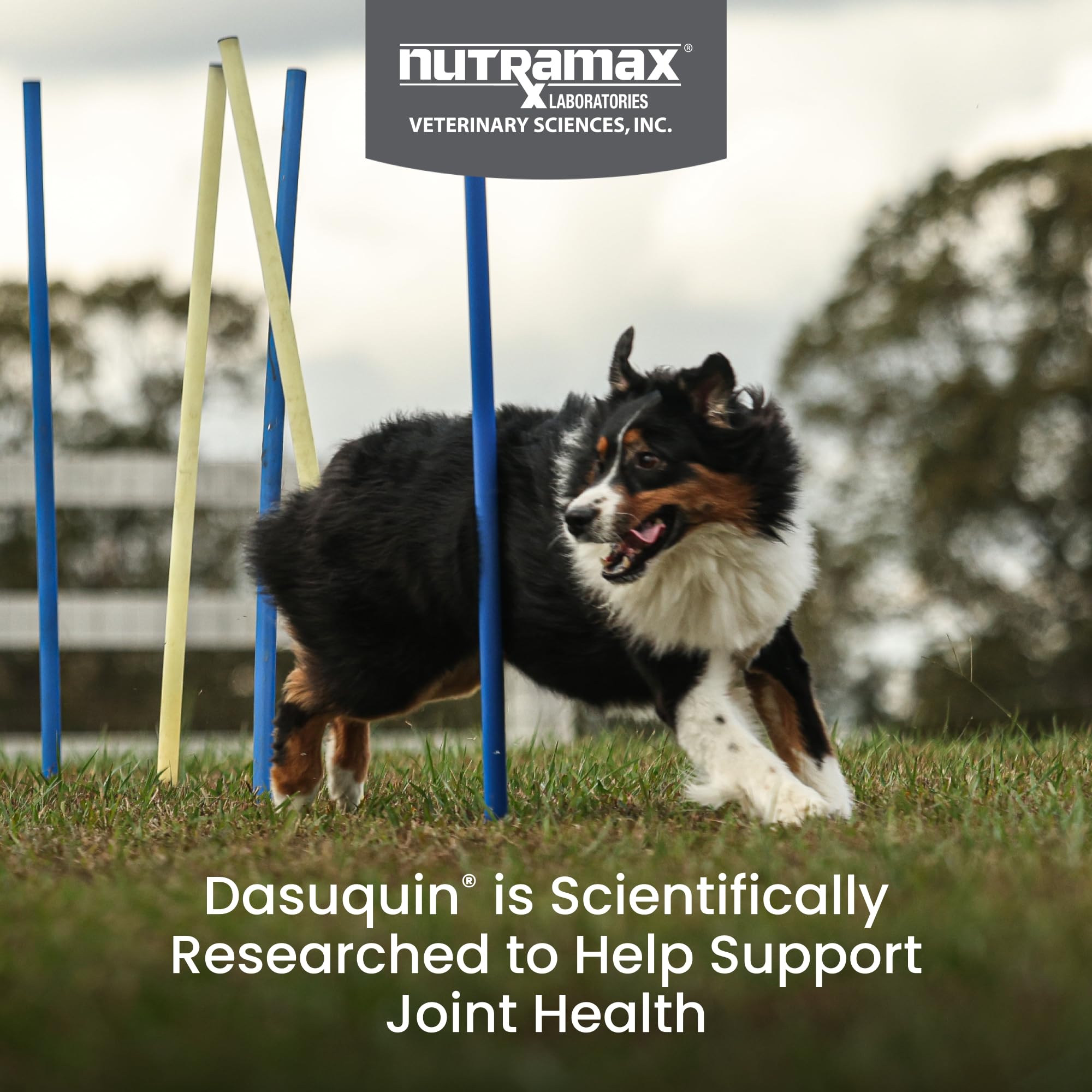 Nutramax Dasuquin large dogs soft chews for easy daily joint care