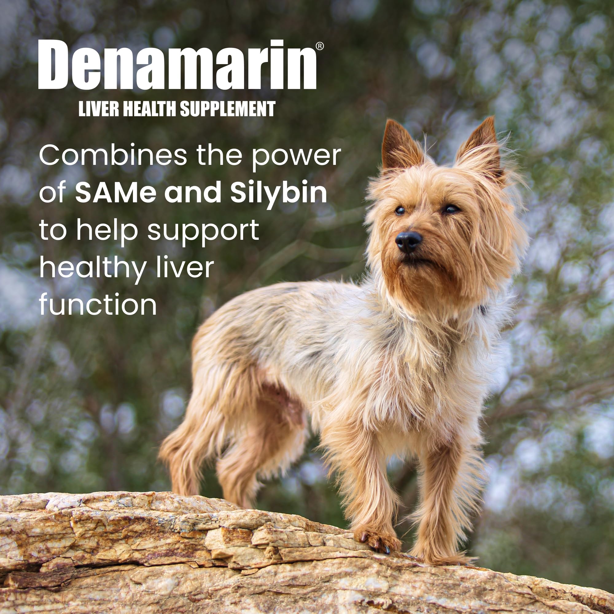 Nutramax Denamarin bottle label close-up highlighting SAMe and silybin benefits.
