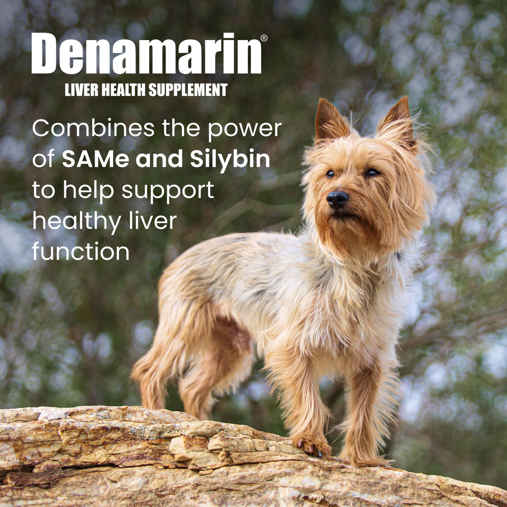 Nutramax Denamarin bottle label close-up highlighting SAMe and silybin benefits.