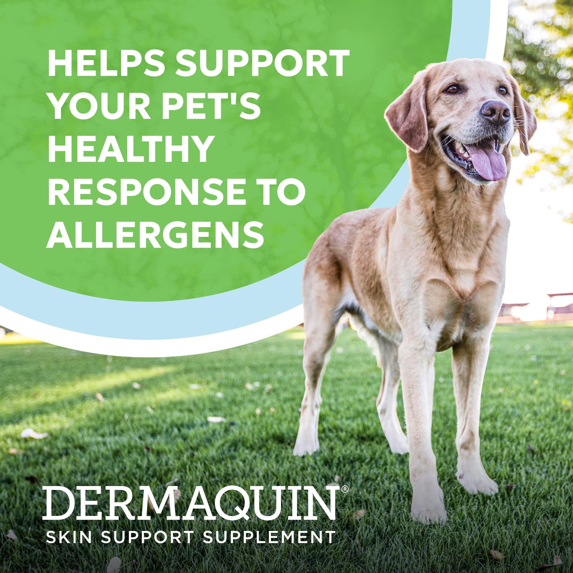 Nutramax Dermaquin soft chews being served as a daily treat for skin health support