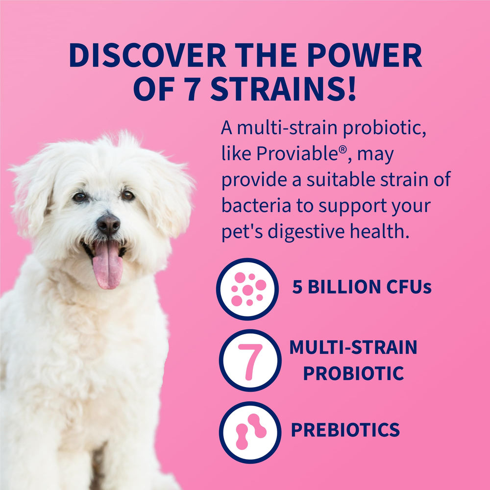 Nutramax Proviable cat meal sprinkle added to meals for gut balance