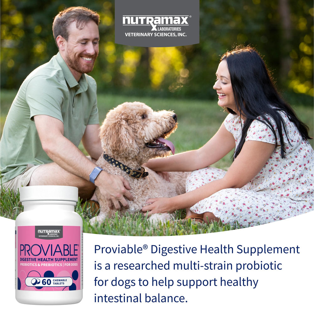 Nutramax Proviable dog probiotic bottle on shelf highlighting digestive support.