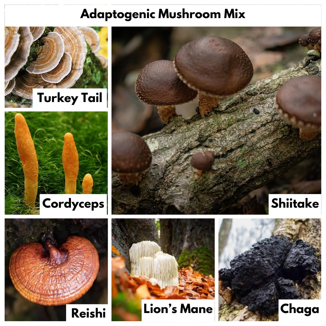 Nutricel mushroom extracts mix highlights six mushrooms for daily support