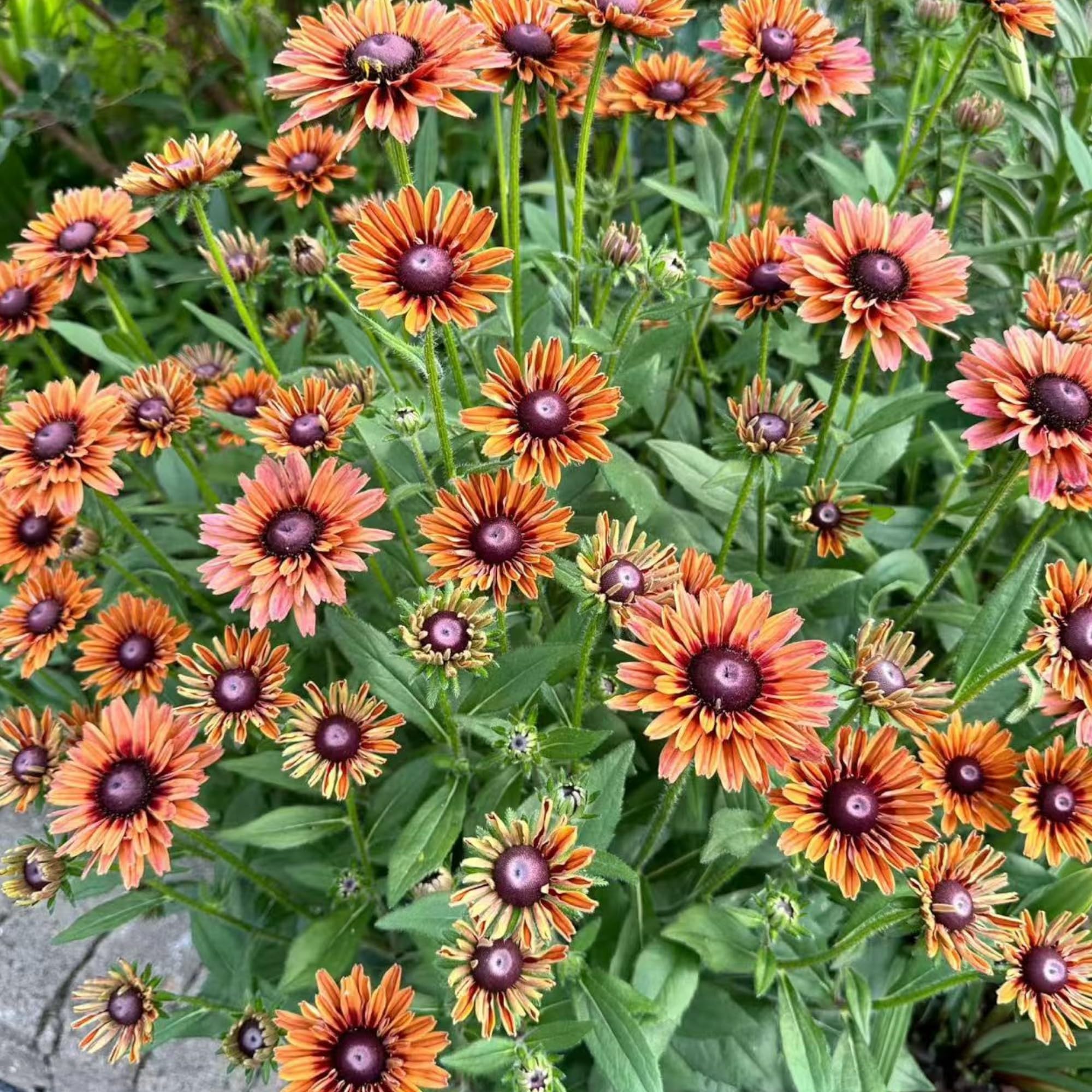 NYGardenia Black-Eyed Susan seeds pack for vibrant autumn color in your garden.