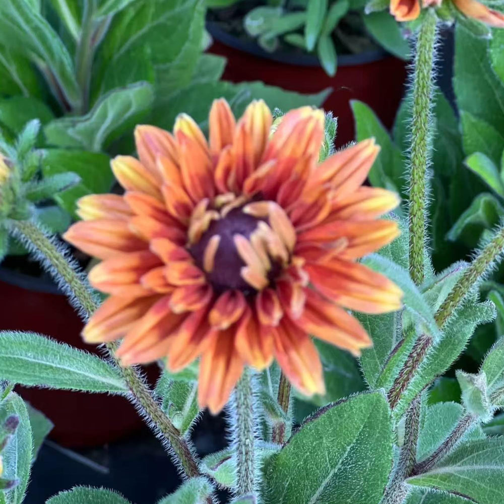 NYGardenia border garden idea with low-maintenance, long-blooming Rudbeckia.