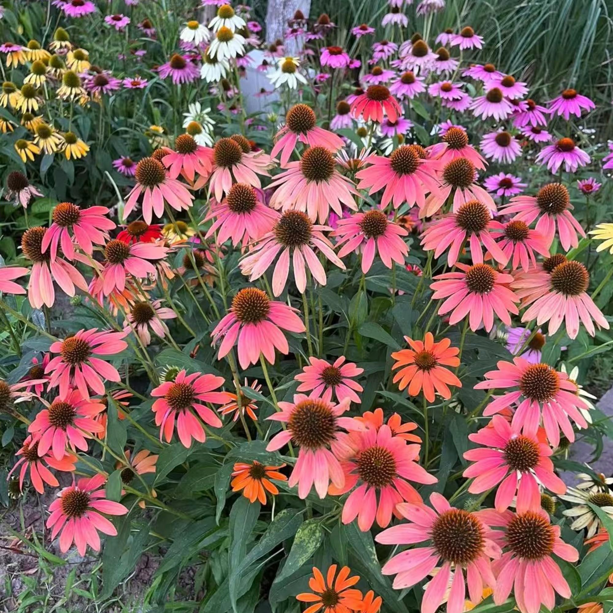 NYGardenia coneflower garden border – hardy perennial for low-maintenance borders and color.