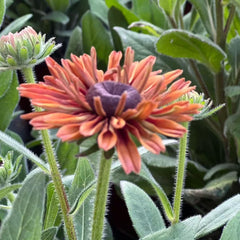 NYGardenia heirloom non-GMO seeds support eco-conscious gardeners.