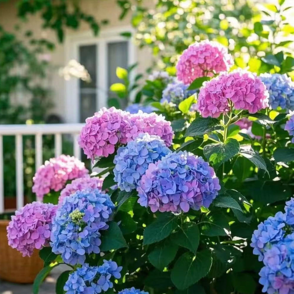 NYGardenia hydrangea seeds beginner guide supports new gardeners