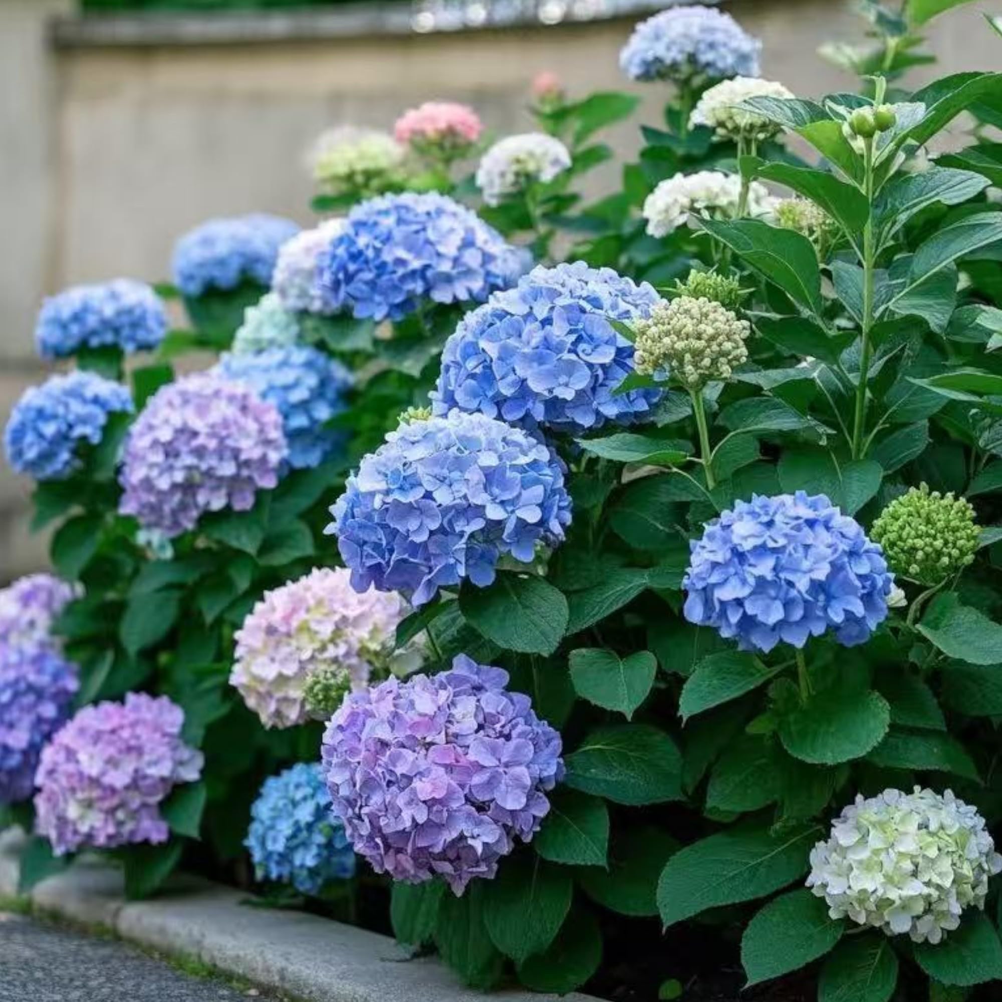 NYGardenia hydrangea seeds perennial growth with simple care