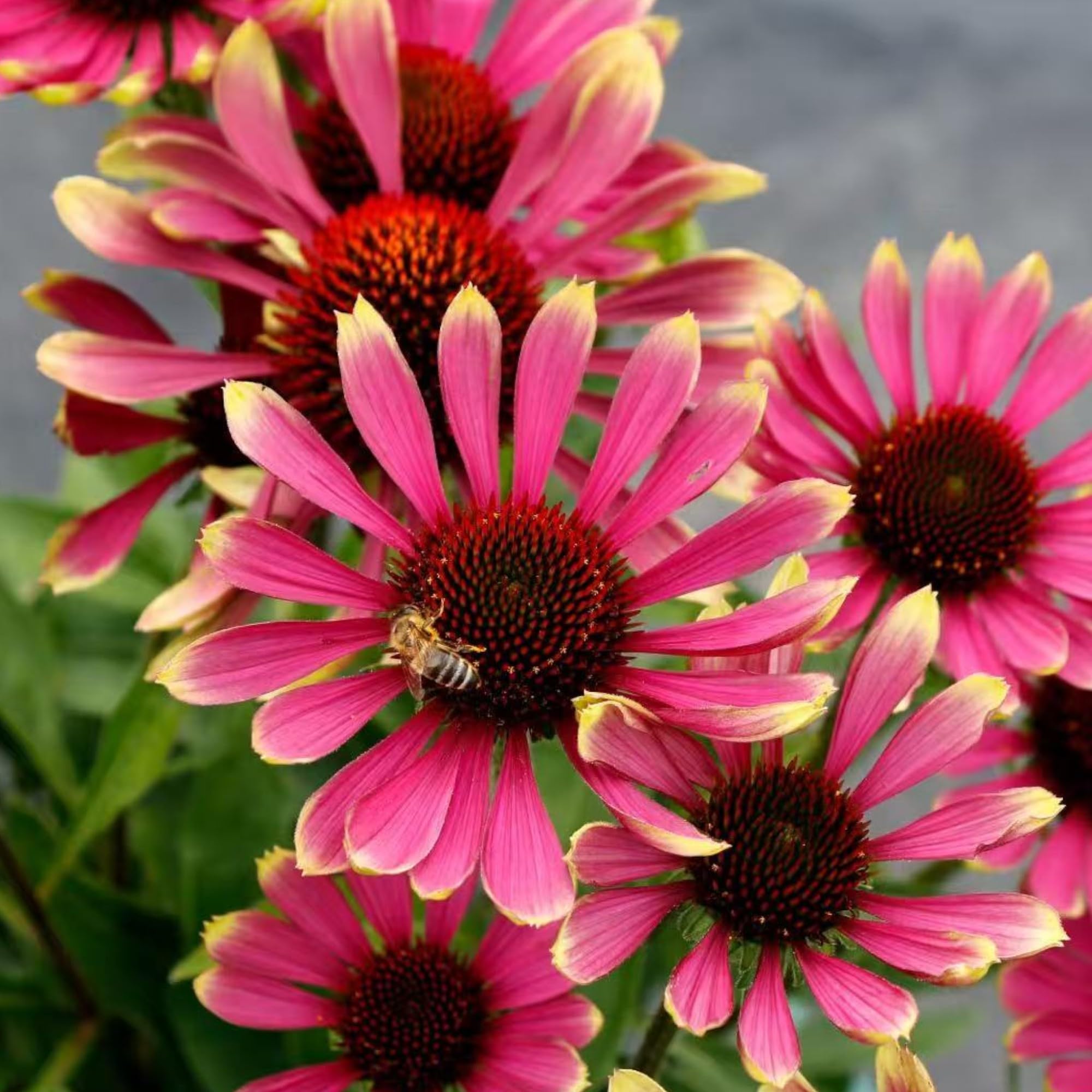 NYGardenia pink coneflower blooms closeup – golden centers attract pollinators in gardens.