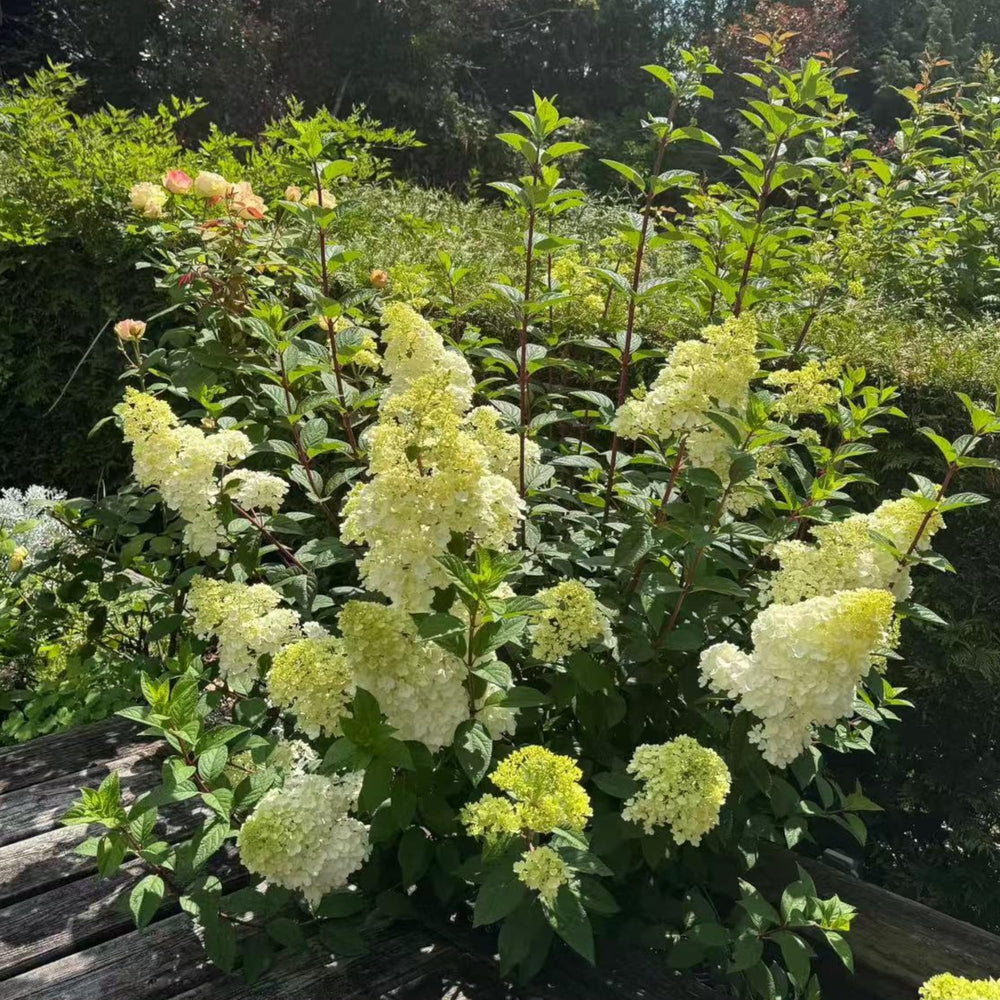 NYGardenia pink-white blooms enhance walkways and patios with texture.