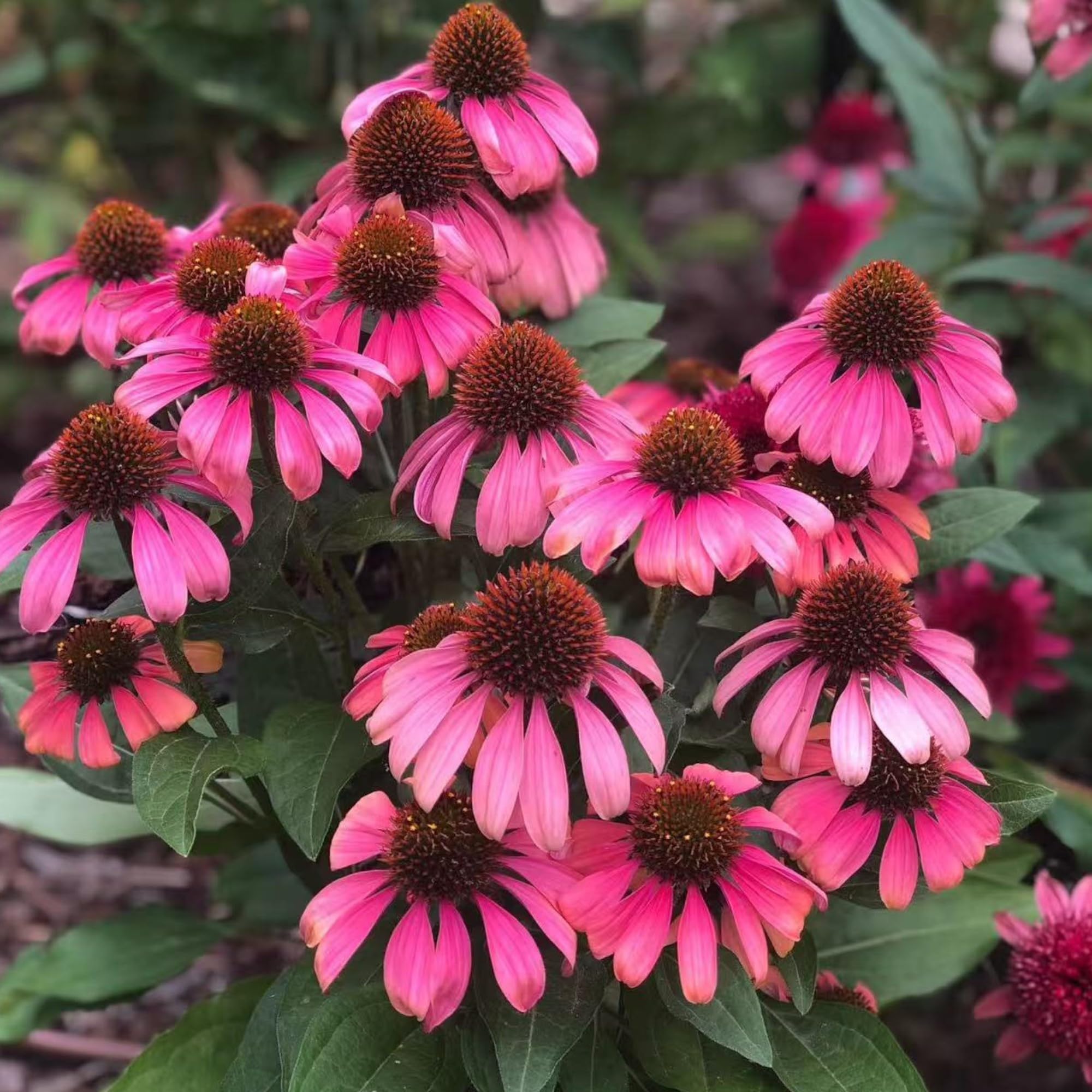 NYGardenia pollinator-friendly coneflower meadow – supports bees and butterflies in pollinator meadows.