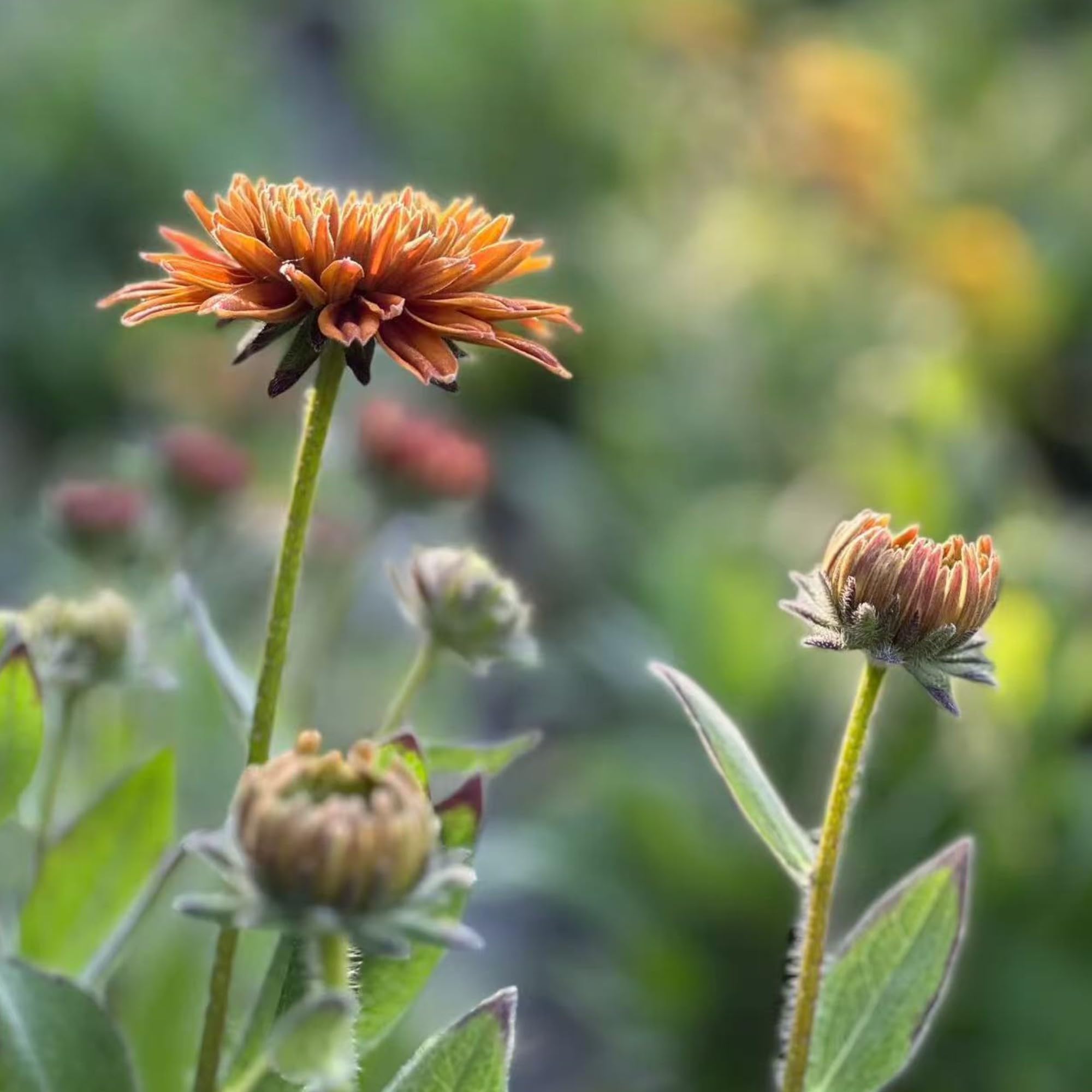 NYGardenia pollinator-friendly garden setup with cheerful Rudbeckia attracting bees.