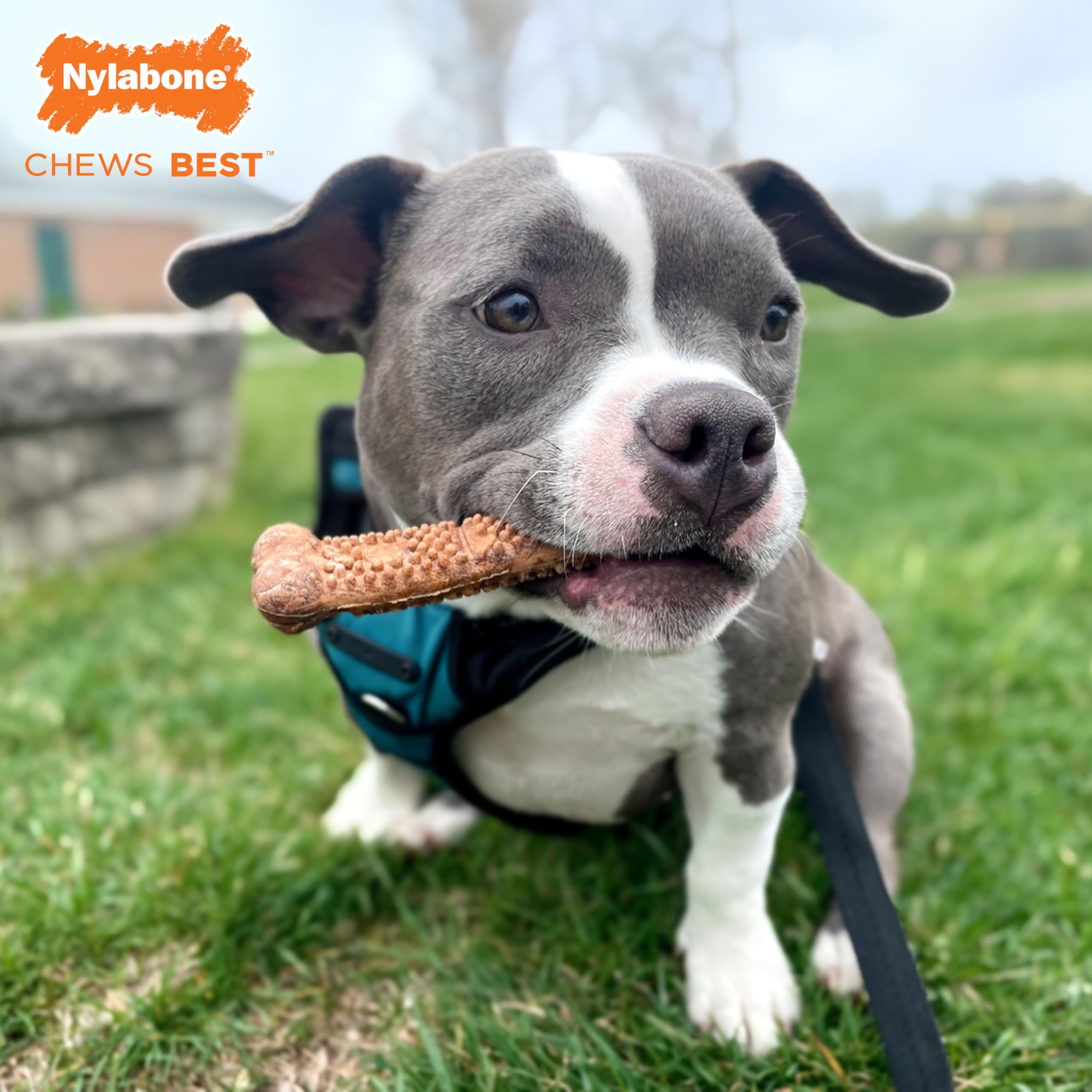 Nylabone Healthy Edibles nubs dentaires visibles lors du mâchage.