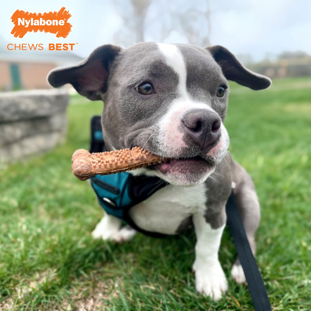 Nylabone Healthy Edibles nubs dentaires visibles lors du mâchage.