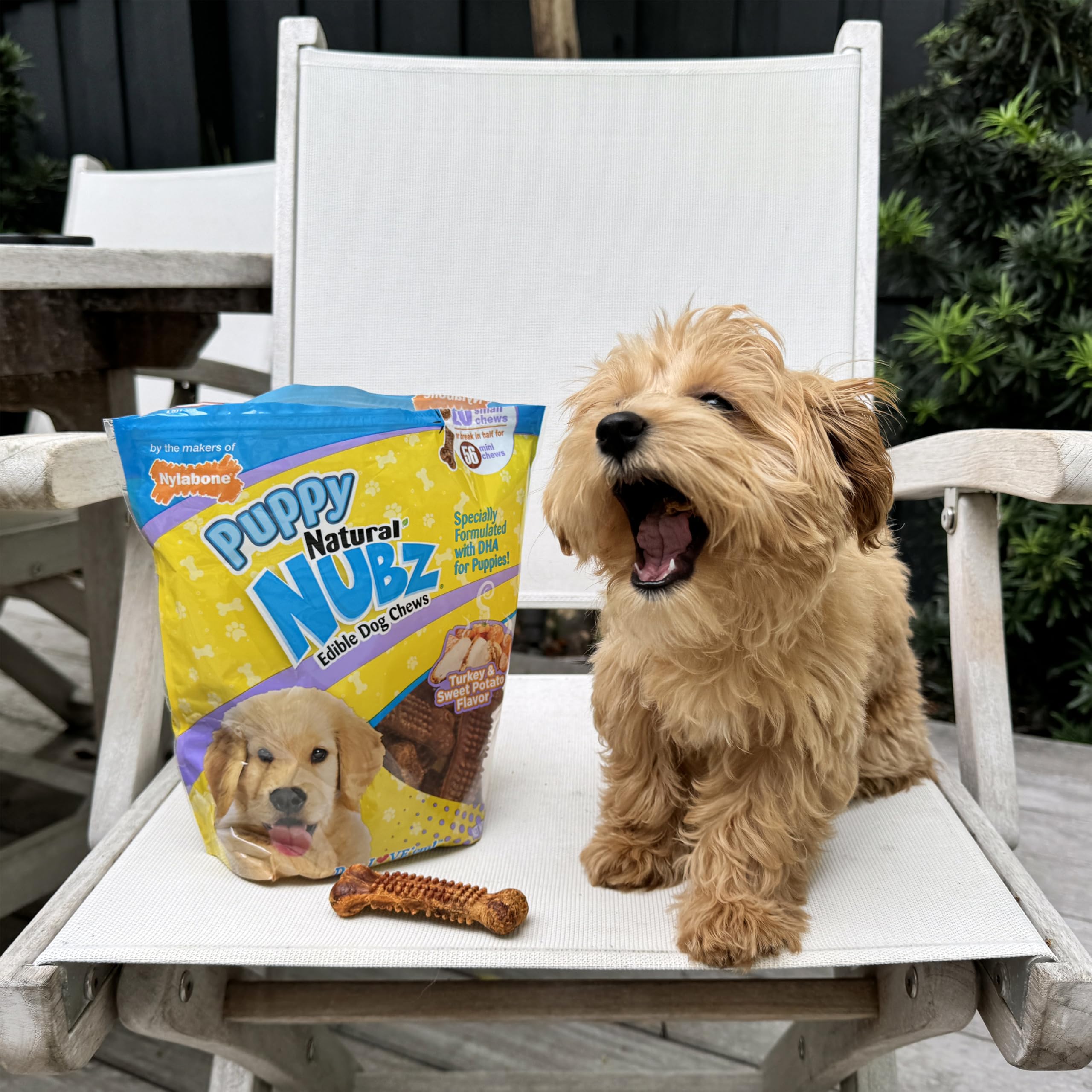 Nylabone Nubz small-puppy chew size fits tiny mouths.