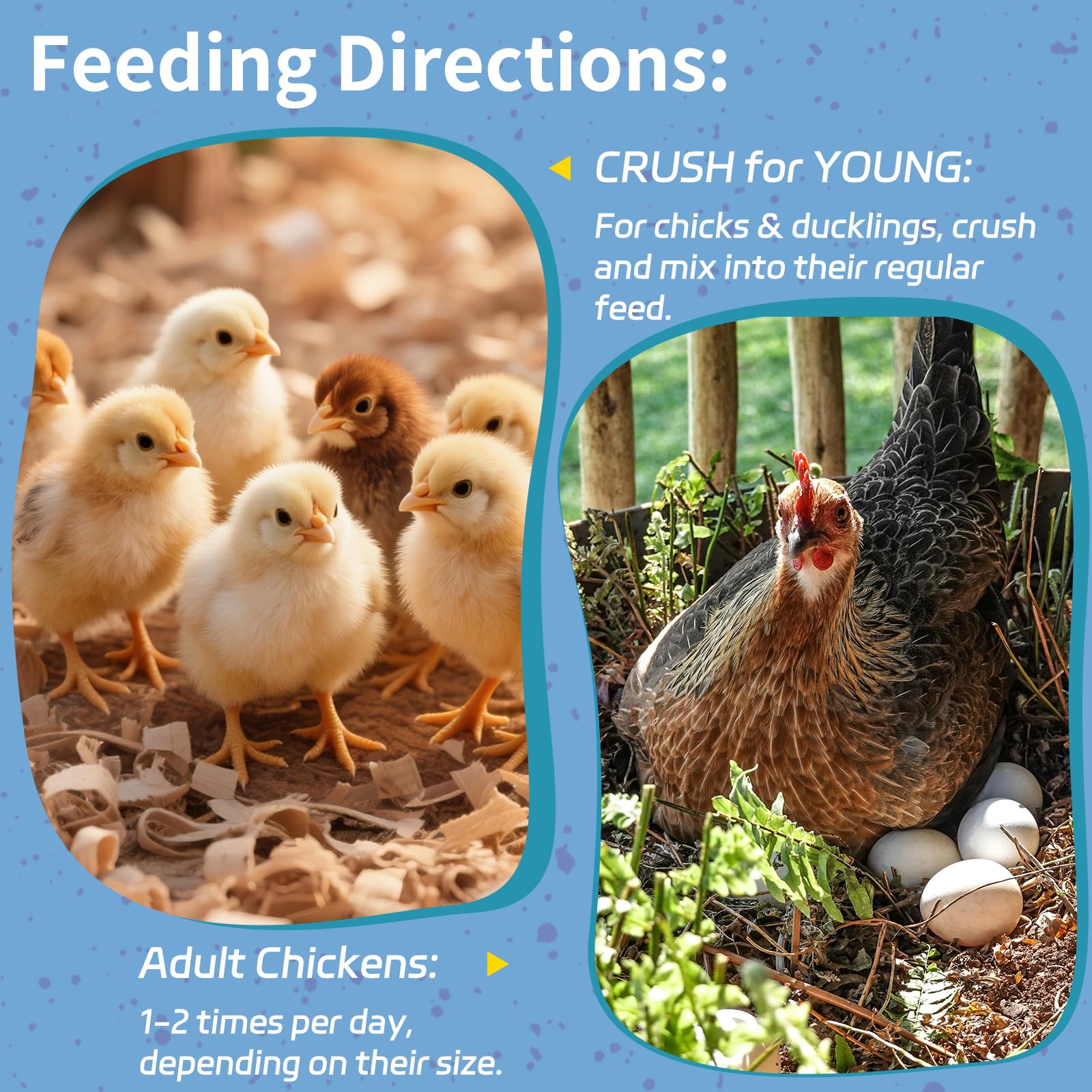 OHNAME backyard chickens eating BSFL larvae in run