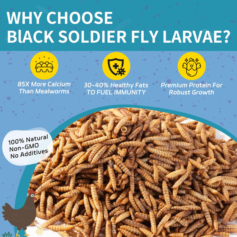 OHNAME BSFL larvae close-up highlighting high-protein poultry nutrition
