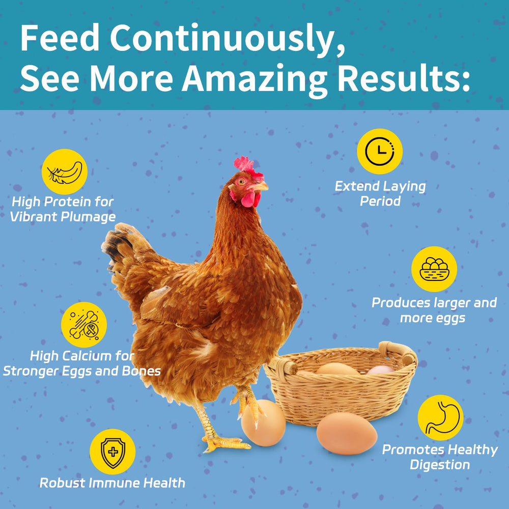 OHNAME BSFL larvae in feeding bowl for flocks