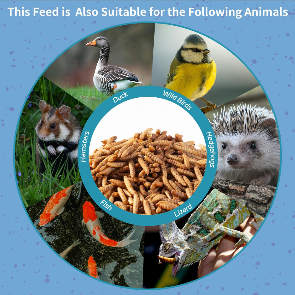 OHNAME sustainable packaging for BSFL larvae