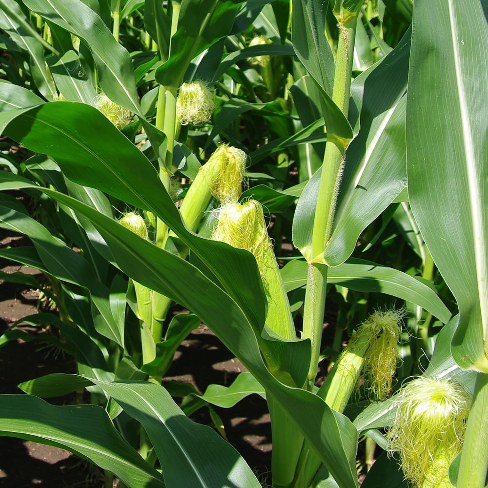 Harvest-ready ears of Golden Bantam corn with plump kernels.