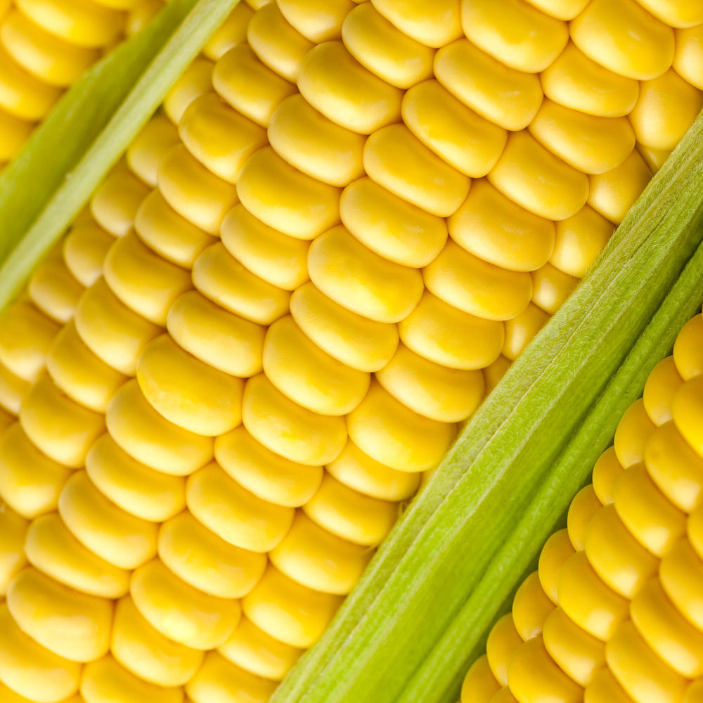 Close-up of Golden Bantam kernels from The Old Farmer's Almanac ready for fresh eating.