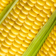 Close-up of Golden Bantam kernels from The Old Farmer's Almanac ready for fresh eating.