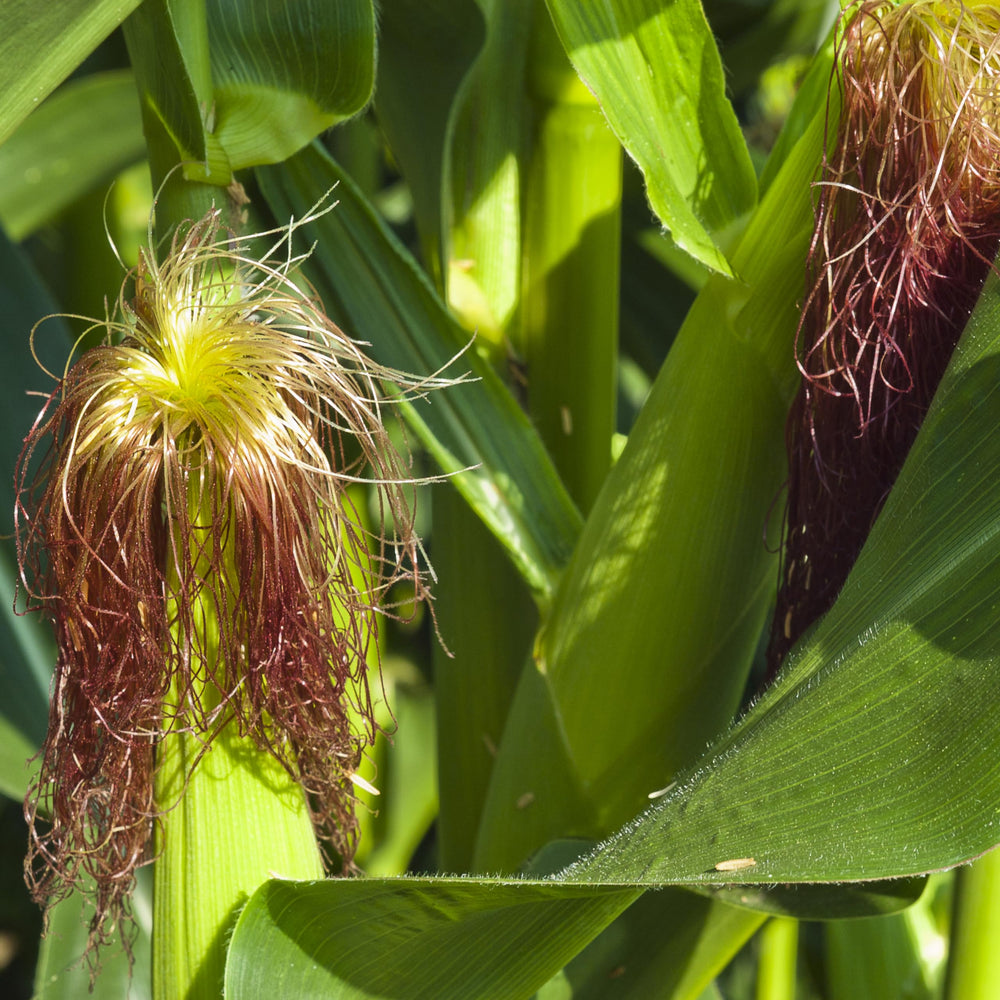 Premium packaging for Golden Bantam seeds, gift-ready and easy to store.